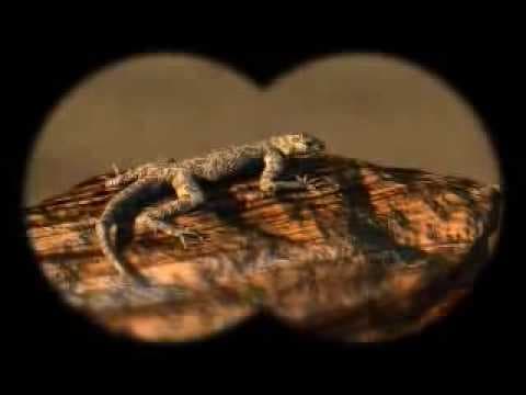 Trailer 1