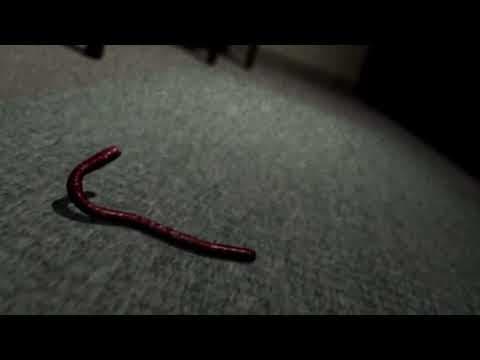 Trailer 1