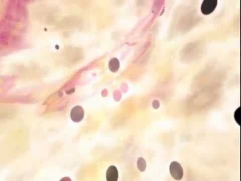 Trailer 1