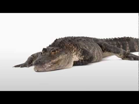 Trailer 1