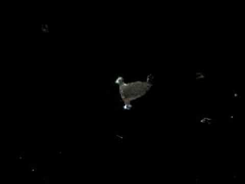 Trailer 1